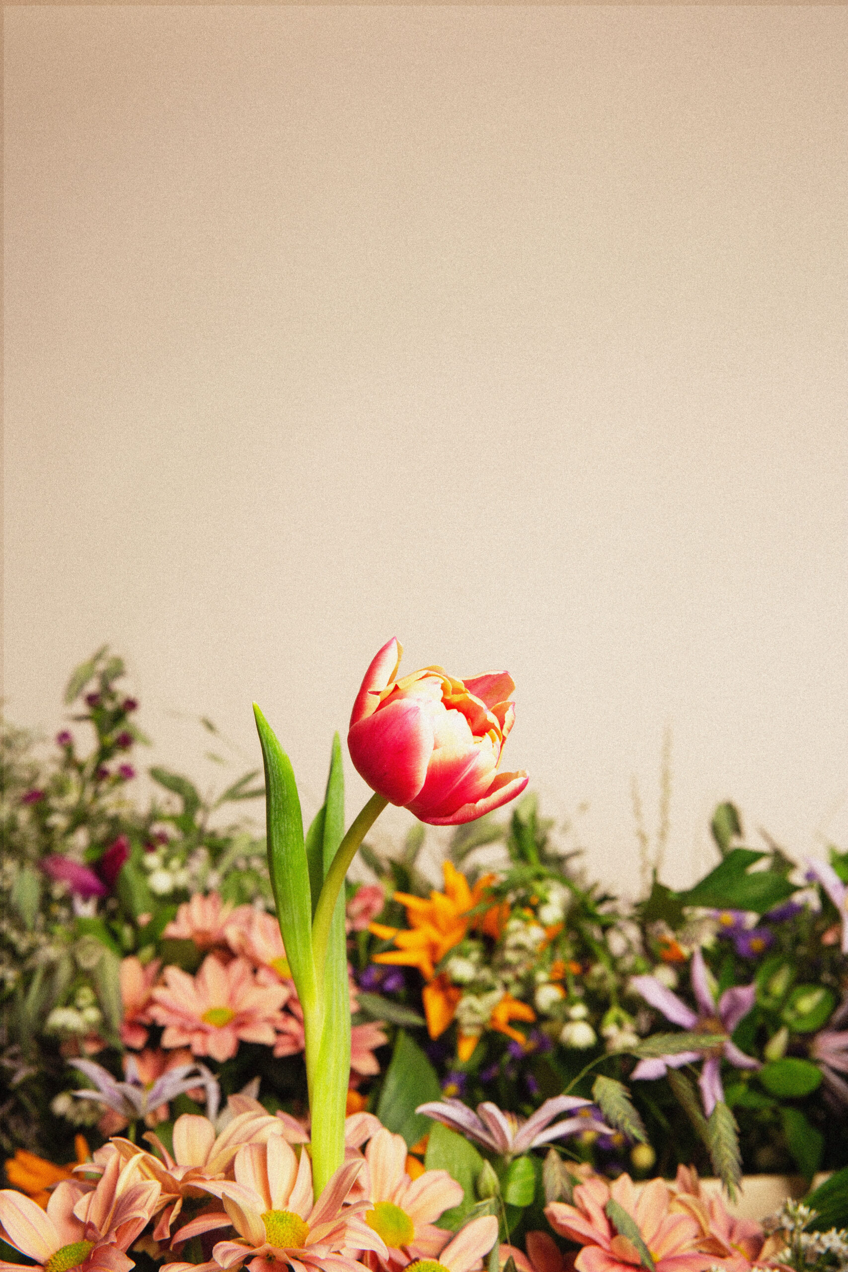 210201_DE-DK-NO_Crush_Spring-me-up-box_Campaign-photos_Flowers_Tulipan_OS