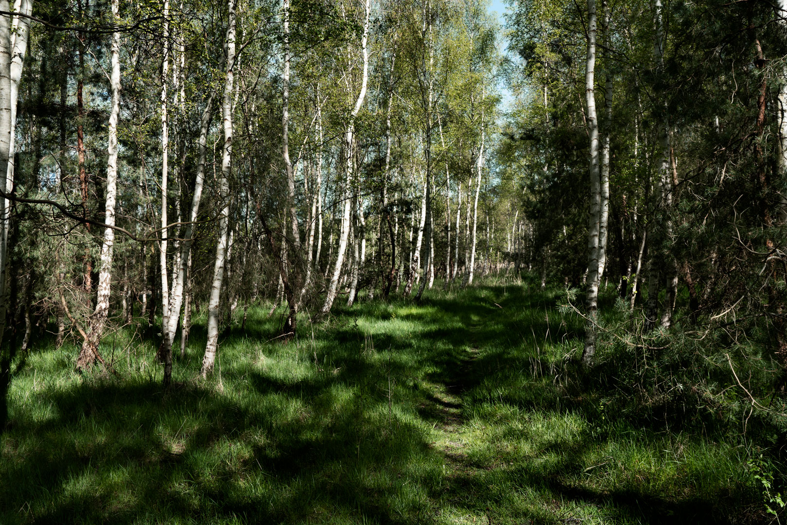 DrugfreeRelease_Location_woods_