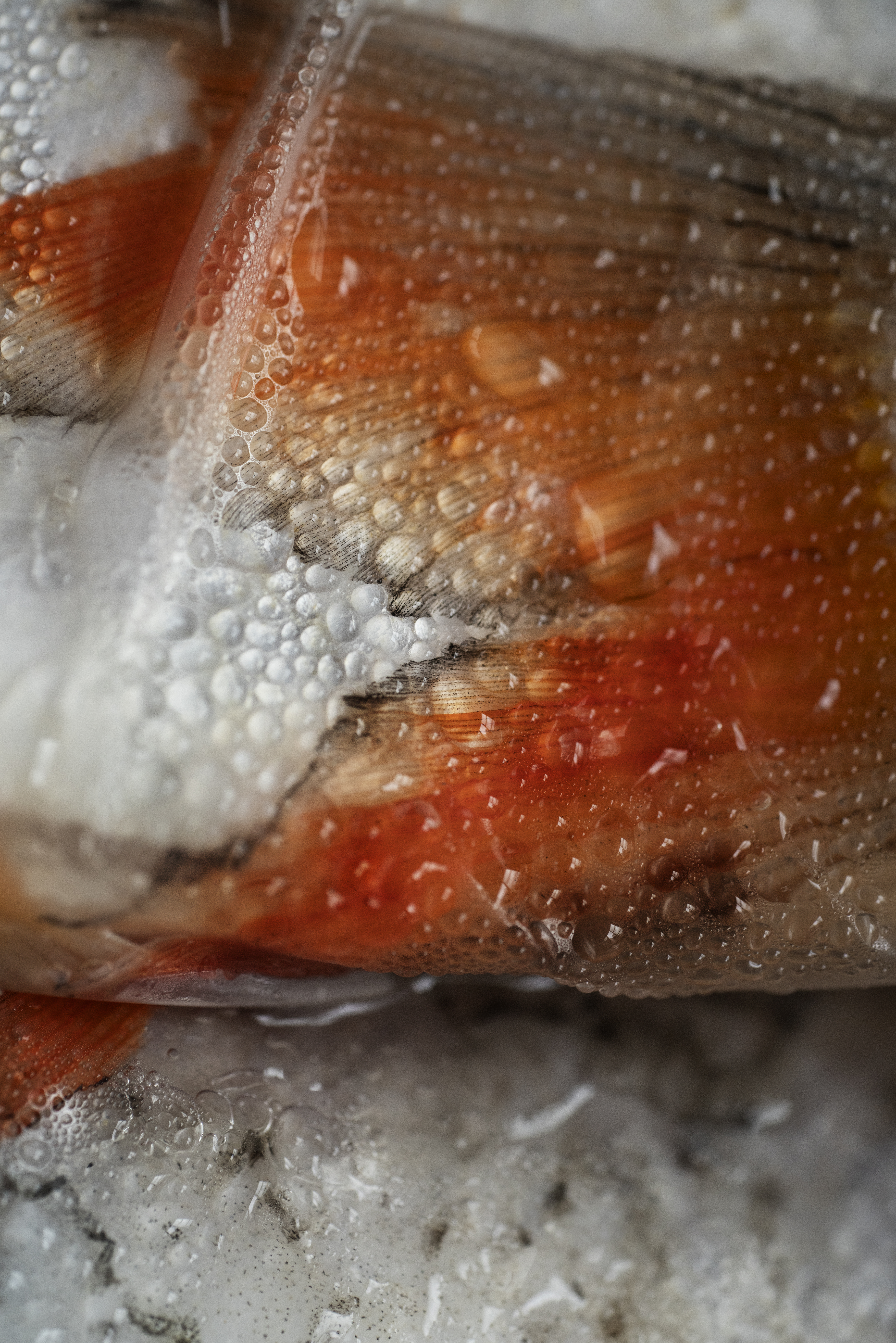 Fisk_02BelongtoaNiche_