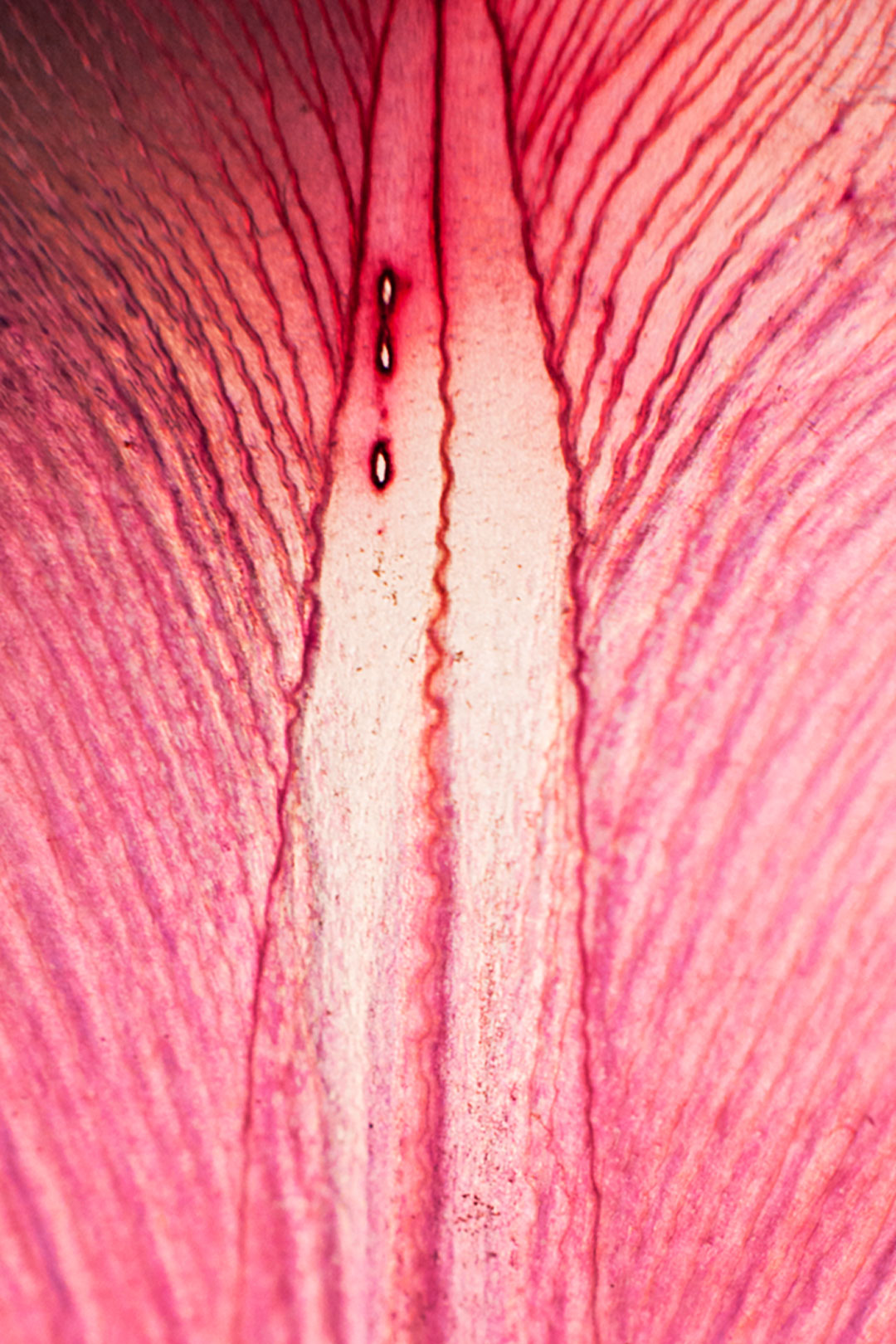 Tulipan01